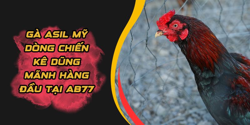 gà asil mỹ